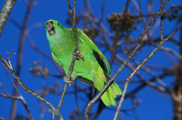 Yellow Crowned Amazon Parrot, amazona ochrocephala, Adult standing on Branch Yellow Crowned Amazon Parrot, amazona ochrocephala, Adult standing on Branch yellow crowned amazon (amazona ochrocephala) stock pictures, royalty-free photos & images