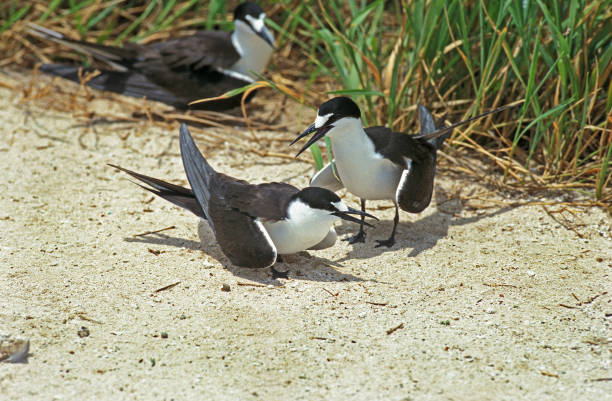 sooty tern, sterna fuscata, группа, австралия - sooty tern стоковые фото и изображения