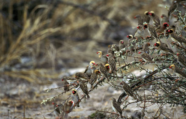 Red Billed Quelea, quelea quelea, Group perched in Bush, Namibia Red Billed Quelea, quelea quelea, Group perched in Bush, Namibia red billed quelea stock pictures, royalty-free photos & images