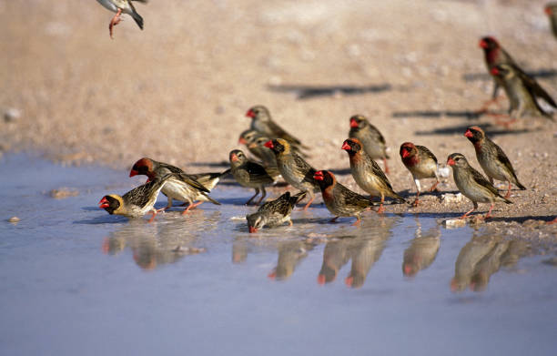 Red Billed Quelea, quelea quelea, Group drinking at Pond, Namibia Red Billed Quelea, quelea quelea, Group drinking at Pond, Namibia red billed quelea stock pictures, royalty-free photos & images