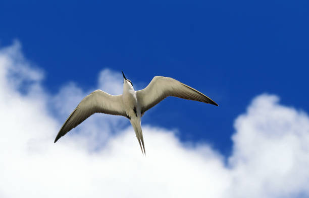 терн, sterna fuscata, взрослый в полете, австралия - sooty tern стоковые фото и изображения