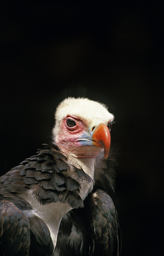 White Headed Vulture, trigonoceps occipitalis, Portrait of Adult, Kenya