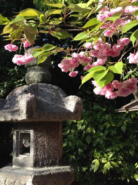 istock cherry blooms tree in japan 1250693137