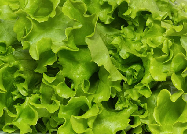 istock fresh green lettuce salad leaves 1250694035