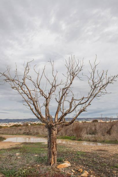 istock branches on trees near green grass against sky with clouds 1250694087
