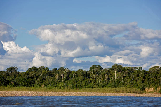 istock Tropical Forest and Madre de Dios River, Manu National Park in Peru 1250694455