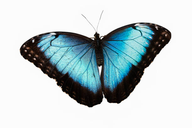 istock Blue Morpho, morpho peleides, Butterfly with Open Wings against White Background 1250695016