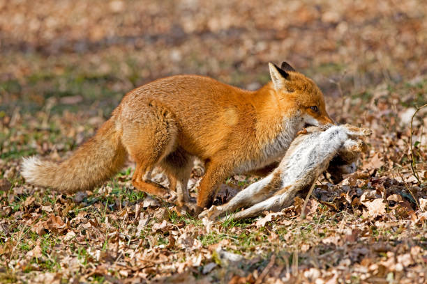 istock Red Fox, vulpes vulpes, Male with a Kill, a Wild Rabbit, Normandy 1250695096