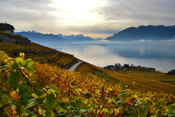 istock Vineyard in Switzerland 1250695124