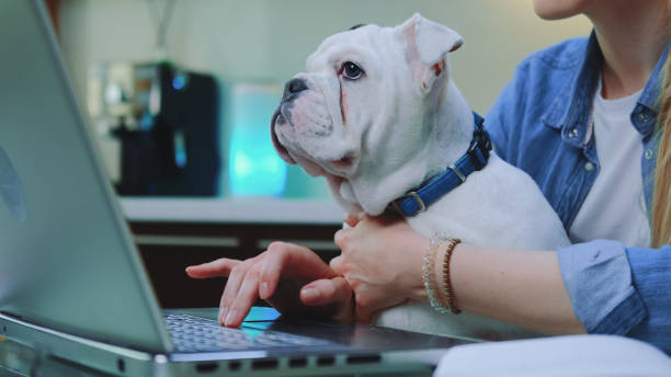 istock White bulldog sitting on woman's knees while she typing on computer 1250695552
