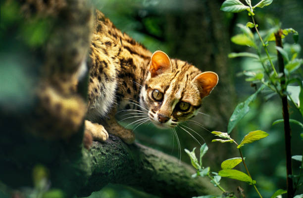 Leopard Cat, prionailurus bengalensis, Adult standing on Branch Leopard Cat, prionailurus bengalensis, Adult standing on Branch prionailurus bengalensis stock pictures, royalty-free photos & images