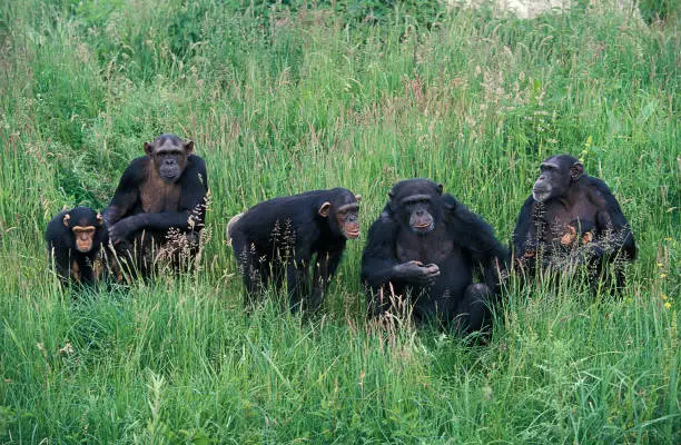 Photo of Chimpanzee, pan troglodytes, Group with Adults and Youngs