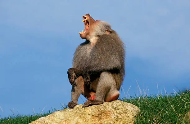 Hamadryas Baboon, papio hamadryas, Male Yawning on Rock