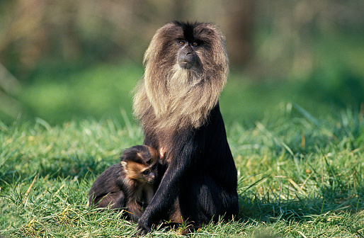 Lion Tailed Macaque, macaca silenus, Female with Young