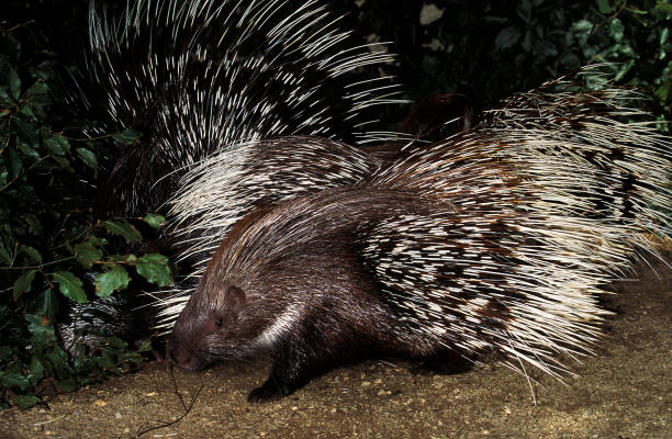 istock Crested Porcupine, hystrix cristata, Adults 1250696967