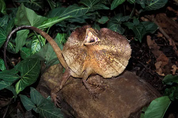 Frill necked Lizard, chlamydosaurus kingii, Adult with Frill Raised and Open Mouth, Defensive Posture, Australia