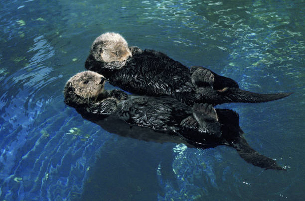 Sea Otter, enhydra lutris, Adults