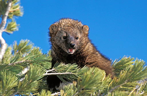 300 000 Free Fisher Animal Fisher Images Pixabay 300 000 Free Fisher Animal Fisher Images Pixabay