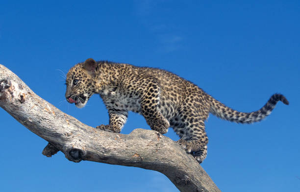 istock Leopard, panthera pardus, Cub standing on Branch against Blue Sky 1250697071