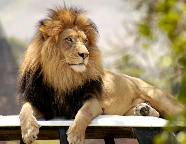 Male Lion lying on rooftop of a safari jeep. stock photo