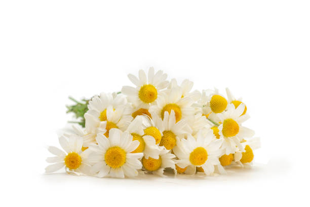 istock Bouquet of daisies isolated on white. 1250698676