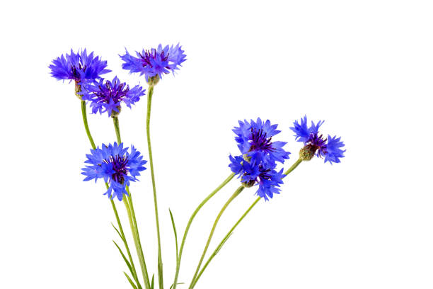 istock Blue cornflowers, summer flowers on white background, floral background, beautiful small cornflowers close up 1250699619