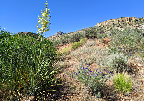 Yucca in bloom in spring on South Mesa below Smithsonian Butte near Rockville Utah