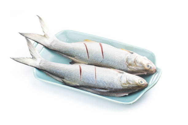 istock Fourfinger threadfin  fish isolated on white background, Eleutheronema tetradactylum 1250699987