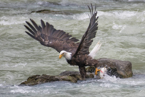 White-tailed  sea eagle fishing on the spectacular waters of the Trollfjord in Svolvaer Lofoten islands, Norway