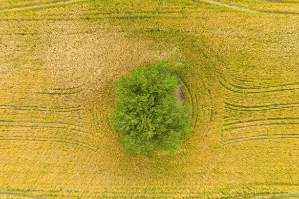 istock Green trees in golden wheat field at sunset. 1250700104