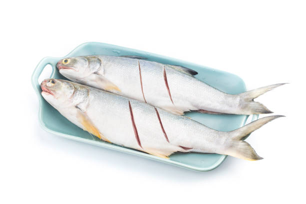 Fourfinger threadfin  fish isolated on white background, Eleutheronema tetradactylum