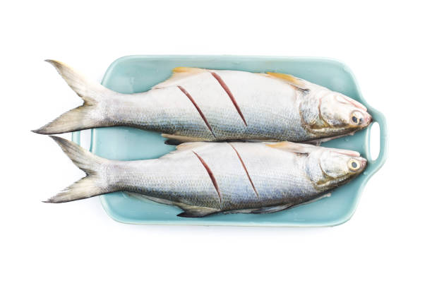 istock Fourfinger threadfin  fish isolated on white background, Eleutheronema tetradactylum 1250700787