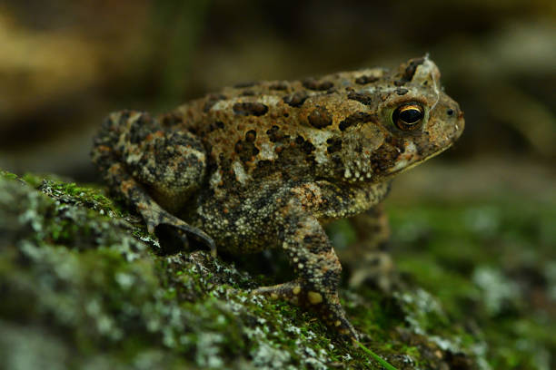 ヒキガエルの肖像画 - cane toad toad wildlife nature ストックフォトと画像