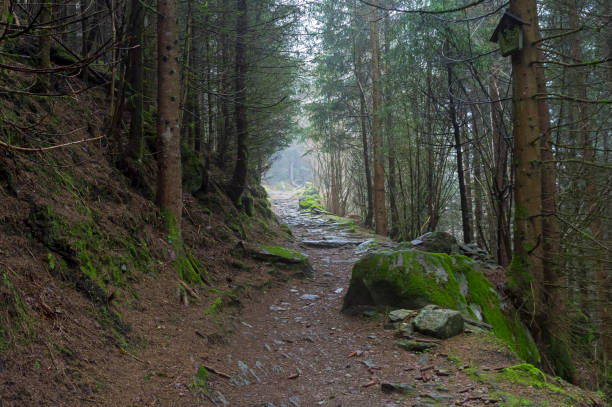 istock Hillside trail in the fog. 1250701034