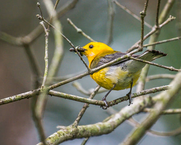 istock Prothonotary Warbler bird on a branch and nest 1250702433