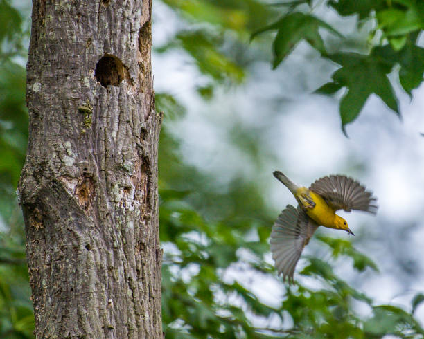 istock Prothonotary Warbler bird on a branch and nest 1250702450