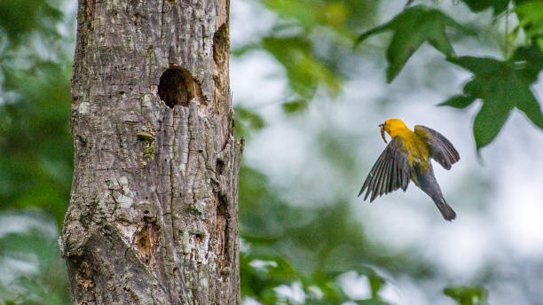 istock Prothonotary Warbler bird on a branch and nest 1250702458