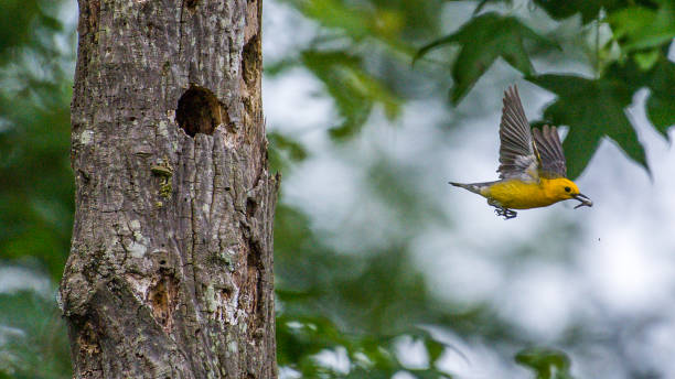 istock Prothonotary Warbler bird on a branch and nest 1250702463