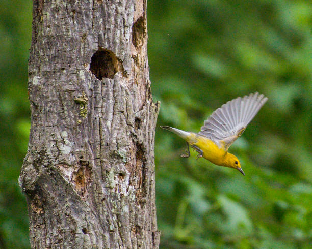 istock Prothonotary Warbler bird on a branch and nest 1250702464