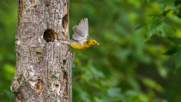 istock Prothonotary Warbler bird on a branch and nest 1250702476