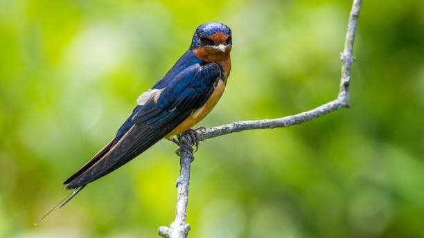 Barn Swallow on a branch portrait Barn Swallow on a branch portrait barn swallow stock pictures, royalty-free photos & images