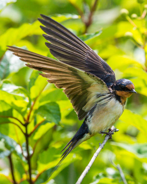 istock Barn Swallow on a branch portrait 1250702529