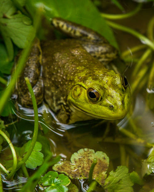 istock Bullfrog Bull frog in the pond 1250702618