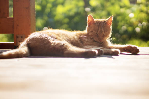 Close-up of cat sleeping in the sunset on a cat tower.
