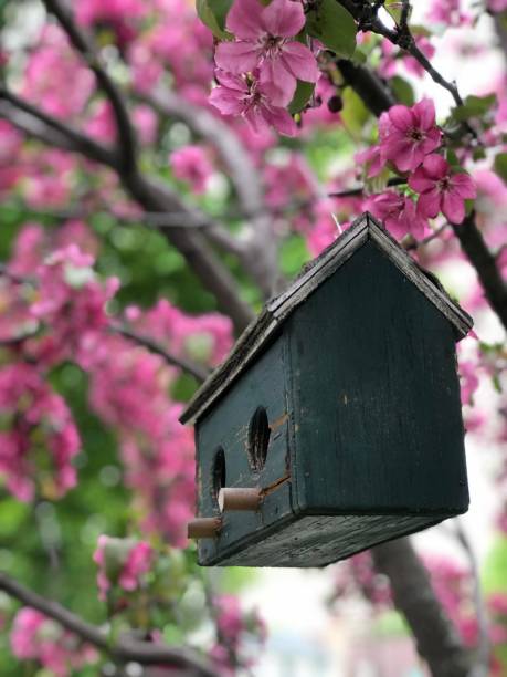 istock Birdhouse hanging on the boulevard. 1250703636