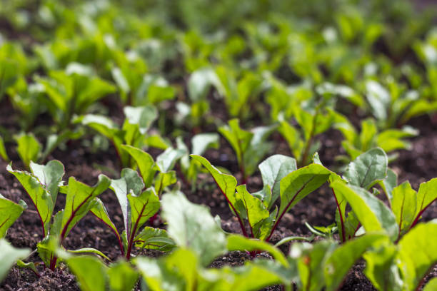 Beet leaves in the garden. The cultivation of red beet. Home vegetable garden. Leaves close-up. Vegetarianism.