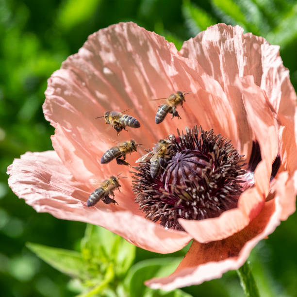Several Bees pollinating a poppy flower. Nikon D850. Converted from RAW.