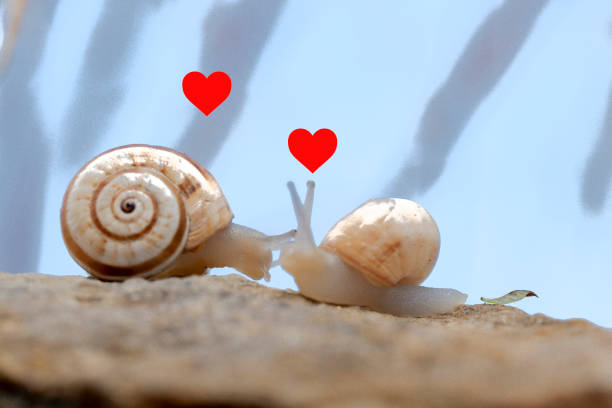 A pair of snails, one huge and the other smaller crossing the rocky wall in the bush