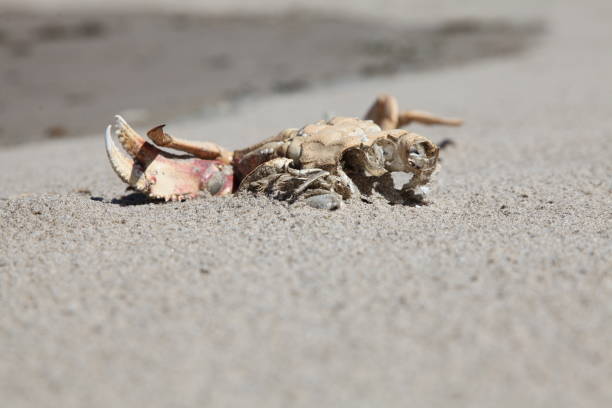 istock Oregon Coast, Nehalem Bay 1250705243