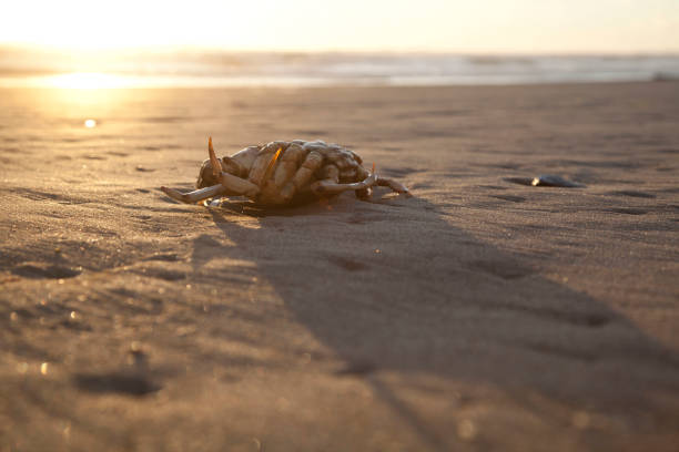 istock Oregon Coast Sunset 16 June 2020 1250708958